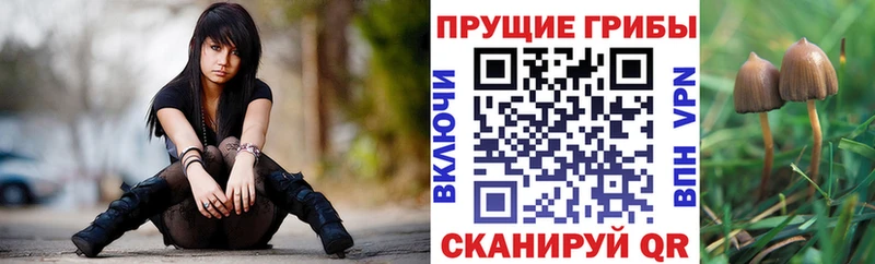 Псилоцибиновые грибы Psilocybe  Светлый 
